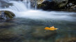 © willem - Long-exposure shot of a solitary orange leaf floating on a blurred river with a waterfall in the background, conveying a serene and peaceful mood.