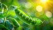 © ilhammaulastudio - FlyPro_Firefly presents a close-up of a single, perfect organic pea pod, gently curved and ready to burst, captured with professional sharp focus.