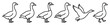 © David - Set of hand drawn goose illustrations shows the bird in various poses including standing, walking, and flying, rendered in a simple black and white line art style