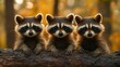 © Shyamal - Three curious baby raccoons resting on a tree trunk in autumn forest animal wildlife photo