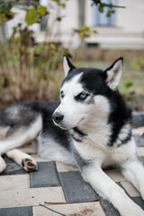  Lying Husky With Vivid Blue Eyes Outdoors, Curious Black Husky With Blue Gaze Resting On Walkway