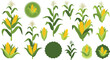 © MdNazmul - Corn Plant and Maize Cob Icon Set with Agricultural Harvest Growth Stages and Organic Farm Badge Elements for Food Vector Design.