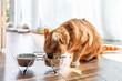 © ADDICTIVE STOCK - Ginger cat eating from metal bowl in sunny room