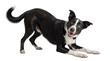© Kathryn - playful black and white border collie dog in a happy play bow on a transparent background, looking directly at the camera with an excited expression and open mouth.
