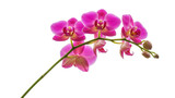 Isolated pink orchid blooming, phalaenopsis tropical plant with stem, buds, and petals
