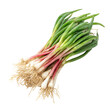 © Hafsa - A bunch of fresh green onions with roots
