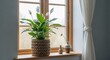 © Bulk - Potted Plant on Windowsill with Curtain.