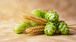 © Northlight Studio - Barley and hops arranged together in natural setting for Octoberfest