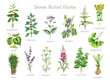 © anitapol - Medicinal herbs for stress relief watercolor illustration set. Hand drawn medicinal plants for mental healing and brain relaxation on white background. Vintage style botanical collection