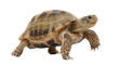 © Ricky - a russian tortoise captured in a png format with a transparent background, allowing for versatile integration into various graphic designs and digital projects.