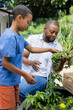 © Wavebreak Media - African American father and adolescent son holding leafy kale and tending raised bed in backyard