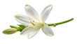 © mienakae - A delicate white lily flower with elegant petals, yellow stamens, a green stem, and unopened buds, showcased in a detailed macro shot with a transparent background for easy compositing.