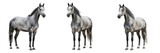 Dapple Gray Horse Equus ferus caballus Isolated on White Background, Gray Coat Equine Stallion or Mare Studio Full Body Cutout