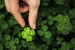 © Leigh Prather - Holding a good luck four leaf clover standing out from meadow of green clovers. Unique discovery of a rare 4 leaf clover for St Patricks day charm or to symbolize luck, good fortune, or prosperity.