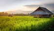 © Christina - rice field and farmer house selective focus