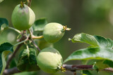 Three green apples are hanging from a tree