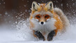 © Mustika - Fox in the snow