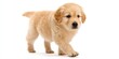 © Andrii Zastrozhnov - Golden retriever puppy walking on white background