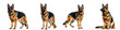 © 2h.designer07 - Four german shepherd dogs in different poses isolated on transparent background