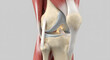 © solom - Realistic 3D medical illustration of the human knee joint anatomy showing the femur tibia patella and surrounding muscle tissue with ligaments and tendons on a grey background
