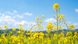© IMDesign - 春の青空と菜の花畑　日本の風景　Canola rapeseed flower field with blue sky in spring Japan
