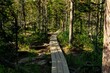 © Province_photo - A wooden path leading through a coniferous forest. Ergaki Nature Park.