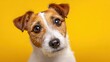 © Serhii - Vivid Yellow Backdrop Portrait of a Lovable Jack Russell Terrier