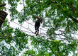 © Stefanie - Young girl climbing rope course in forest adventure park
