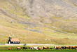 © PálmiG - Cows walking on Rauðisandur beach in the Westfjords of Iceland with mountains in background. Unique Iceland landscape with wet sand, calm water, and peaceful rural nature in the Westfjords.