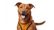 © LimeSky - Large brown mixed breed dog in a no-pull harness gazing at the camera with a kind expression