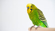 © asif - A vibrant green and yellow parakeet perches on a wooden dowel against a clean white background in a studio setting.