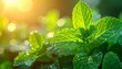 © zaki - A macro closeup of fresh green mint leaves covered in sparkling dew drops highlights the natural growth and vibrant foliage of a spring garden herb after the rain