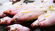 © VH_World - A vibrant, close-up photograph capturing a selection of fresh red snapper fish resting on a bed of crushed ice.