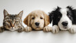 © JAHAN - Adorable studio portrait of a cat and two puppies lying down together on white background