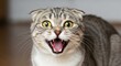 © nia - Close-up of a shocked Scottish Fold cat with wide eyes and mouth open looking forward with intense