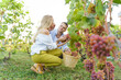 © neteli - Young woman in yellow pants and her partner picking red grapes in a basket in a sunny winery, viticulture process, romantic date