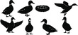 © SHAUN - Collection of mallard duck silhouettes featuring birds in various poses standing flying and swimming with a nest of eggs isolated vector set