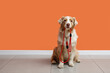 © Pixel-Shot - Cute Australian Shepherd dog with leash sitting near orange wall