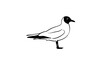 © Kaki - Black and white illustration of a bird with a dark head standing on one leg