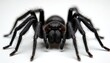 © Vadym - Black spider with big fangs and hairy legs stares forward on white background. Macro shot of venomous arthropod, scary creature, close view of insect.