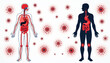 © Vadym - Human body systems shown with internal organs brain heart and gut highlighted red. Viral particles surround figures indicating infection disease or sickness. Inflammation shown on knees and throat.