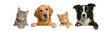 © Farzana - Four adorable pets, two cats and two dogs, peeking over a white background