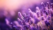 © Shannon - closeup macro shot of beautiful lavender flowers with a blurred background purple beauty