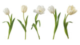 set of white tulips isolated on a white background