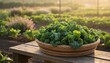© Reza - Freshly Harvested Organic Kale Leaves Overflowing in a Rustic Basket on a Wooden Table at Sunrise