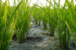© Sumita - Young Rice Plants in Muddy Paddy Field