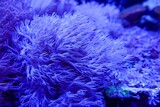 Vibrant underwater scene with glowing blue sea anemone , showing intricate delicate polyps in a marine environment