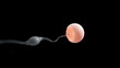 © Jessica - Sperm swimming towards human egg in the womb, POV 3D rendering on black background.