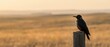© Yuliia - Black bird perched on wooden fence post in golden prairie landscape at sunset with warm light and blurred grassland background for nature photography.