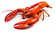 © zuni - Vibrant red cooked lobster, a delicious and exquisite marine delicacy, perfectly presented for a gourmet dining experience